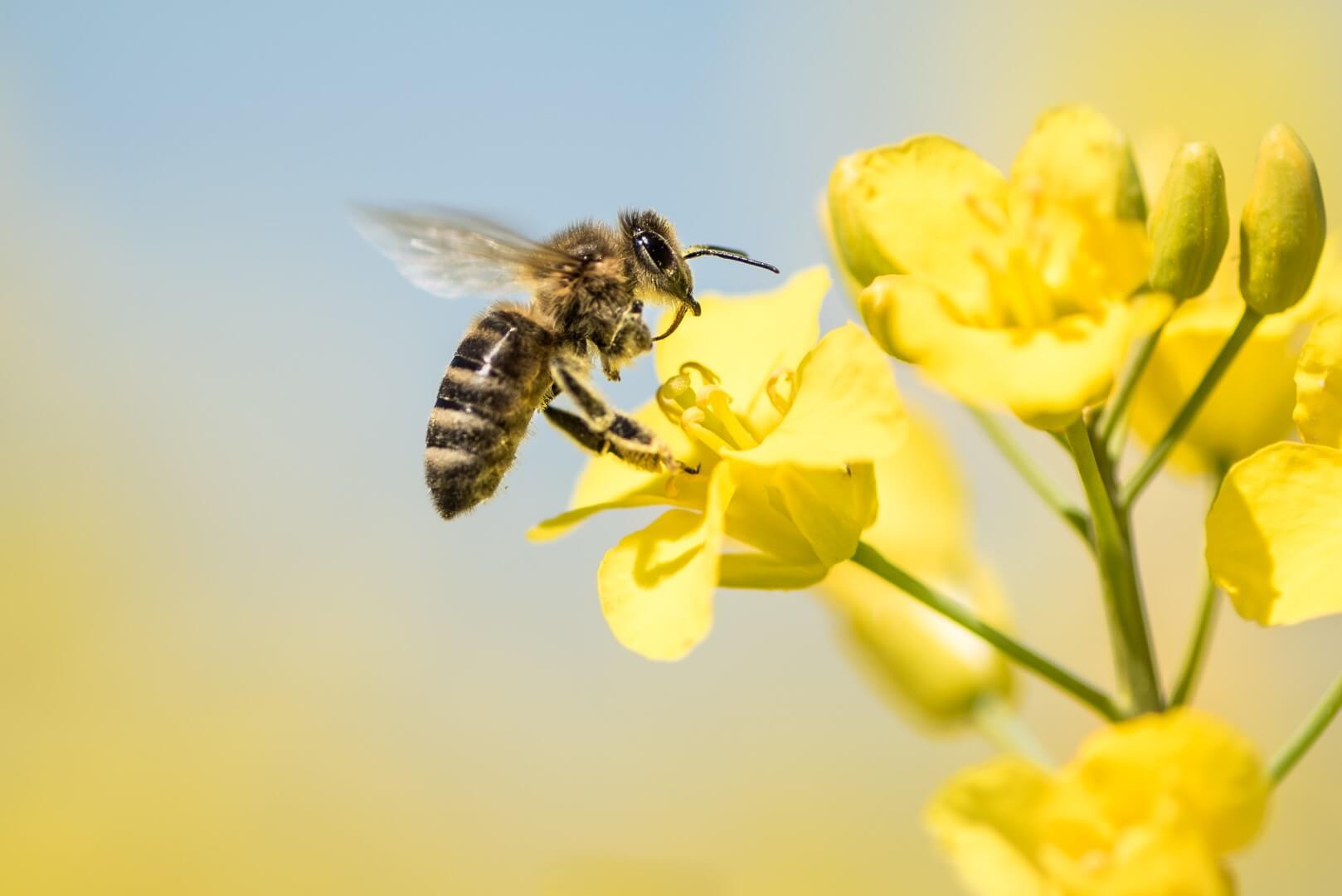 Nahaufnahme einer Biene auf einer gelben Blume, unscharfer Hintergrund