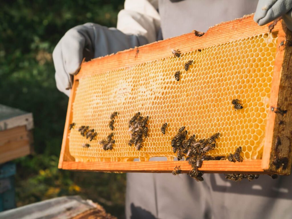 Imker hält Honigwaben in der Hand mit einigen Bienen darauf